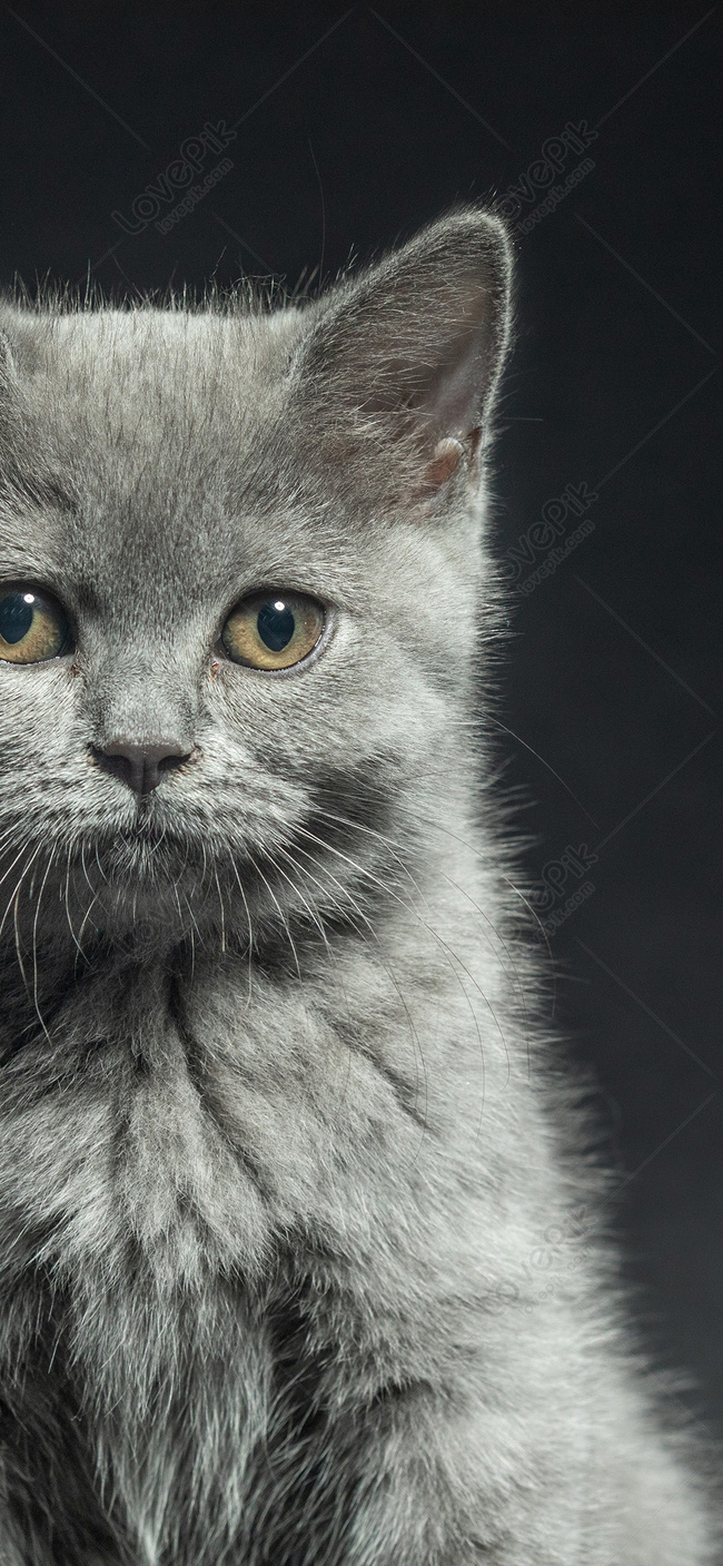 Mèo Màu Xanh Hình Nền điện Thoại Di động Hình ảnh | Định dạng hình ảnh JPG  400515099| vn.lovepik.com