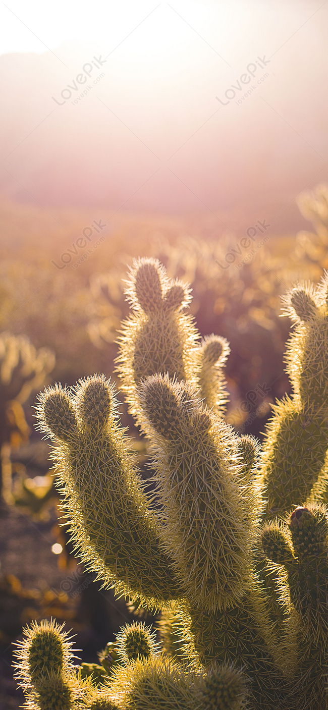 Fondo De Pantalla De Teléfono Móvil De Cactus Bajo El Sol Imagen de Fondo  Gratis Descargar en Lovepik
