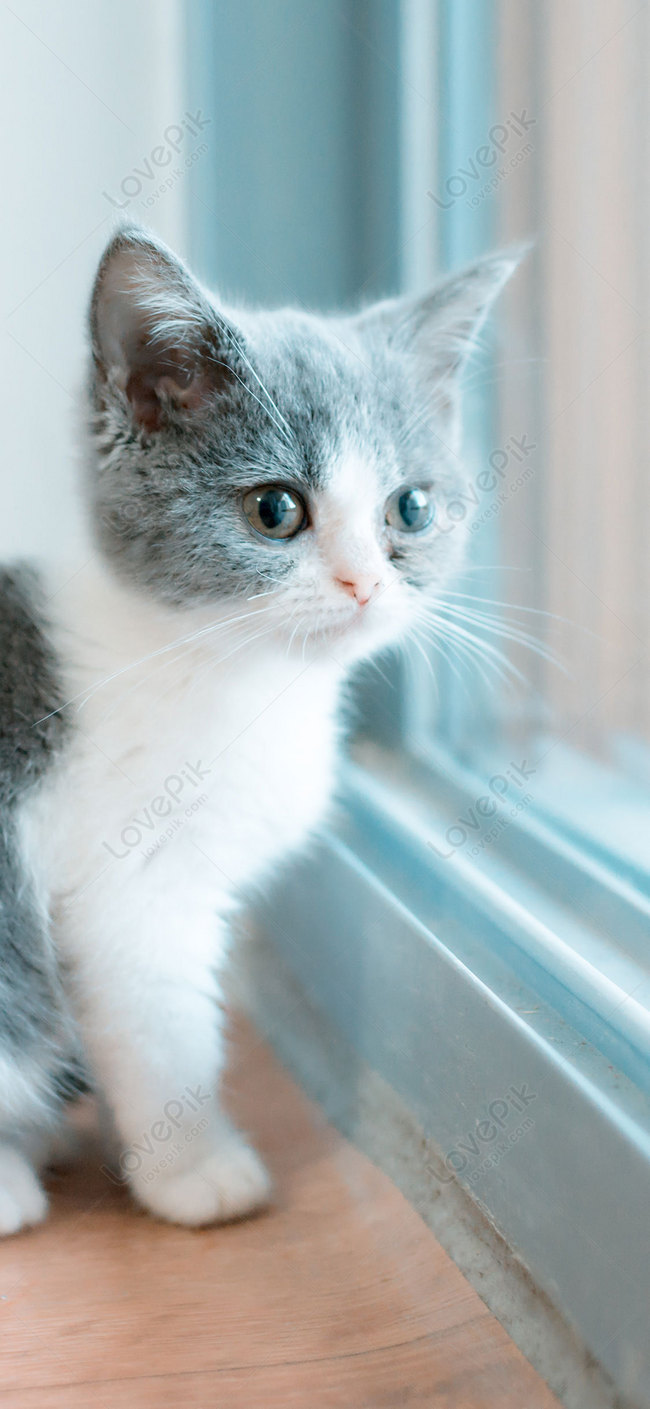 Cat Mobile Phone Wallpaper Images Free Download on Lovepik | 400584716