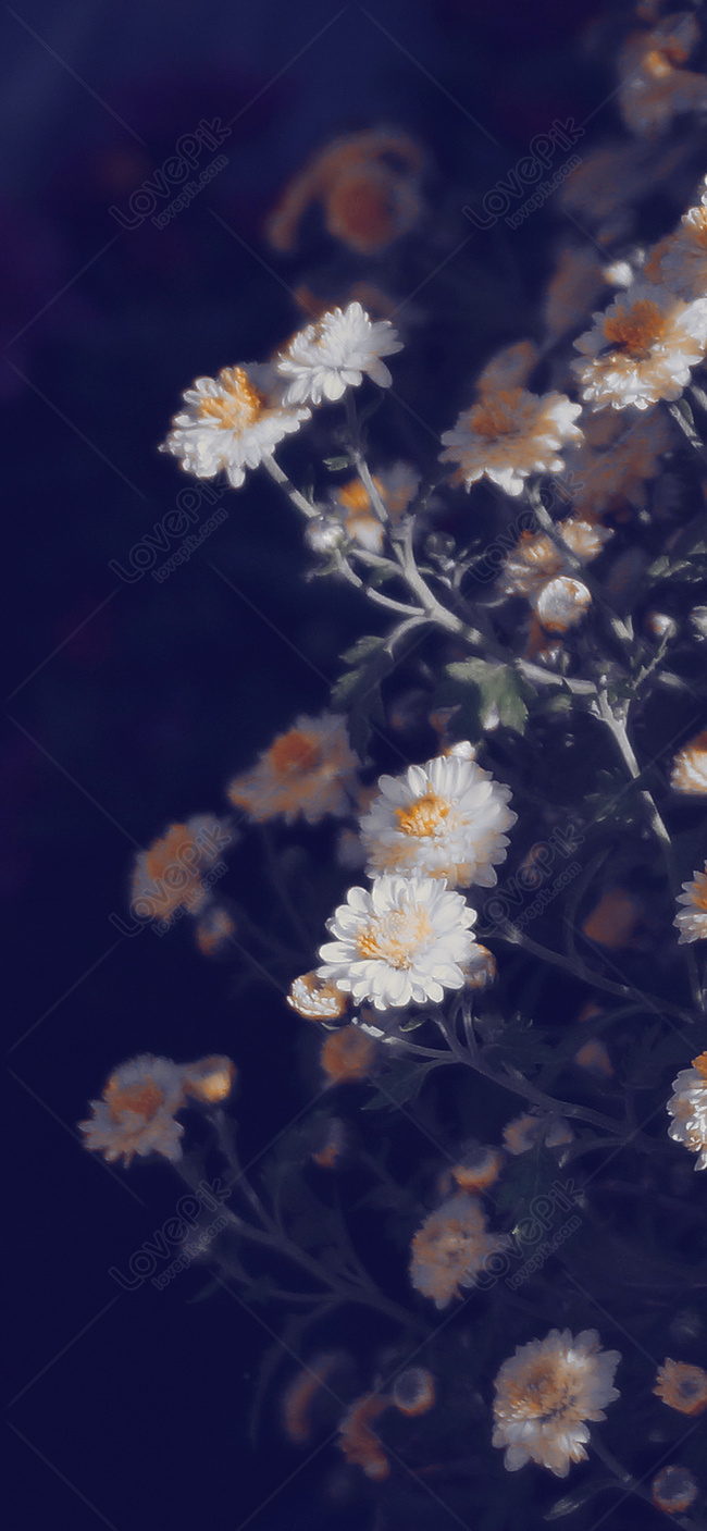 Chrysanthemum flowers Wallpaper 4K, Purple Flowers, Bokeh