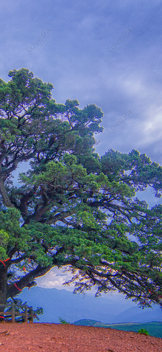 Hình Nền Xuyên Banyan Tree Hình Nền điện Thoại Di động, HD và Nền Cờ đẹp  xuyên, village, phong cảnh để Tải Xuống Miễn Phí - Lovepik