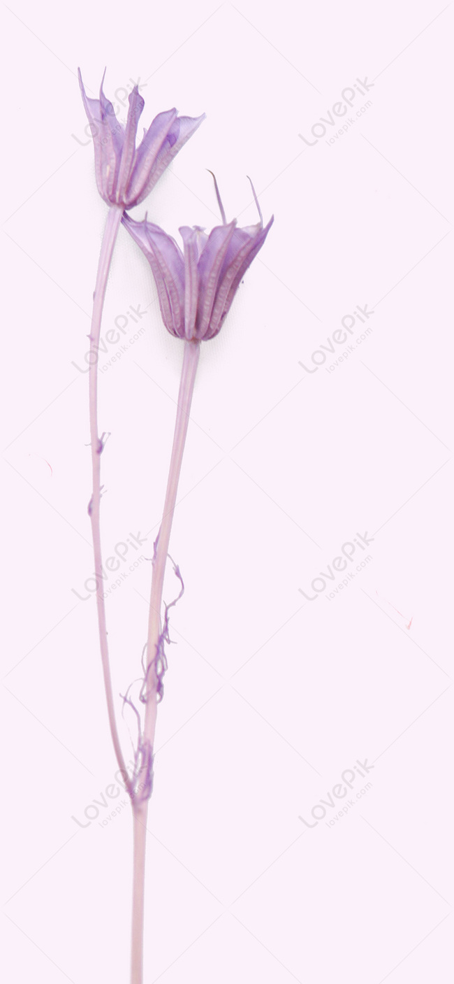 Dried Flower Mobile Wallpaper Images Free Download on Lovepik | 400630804