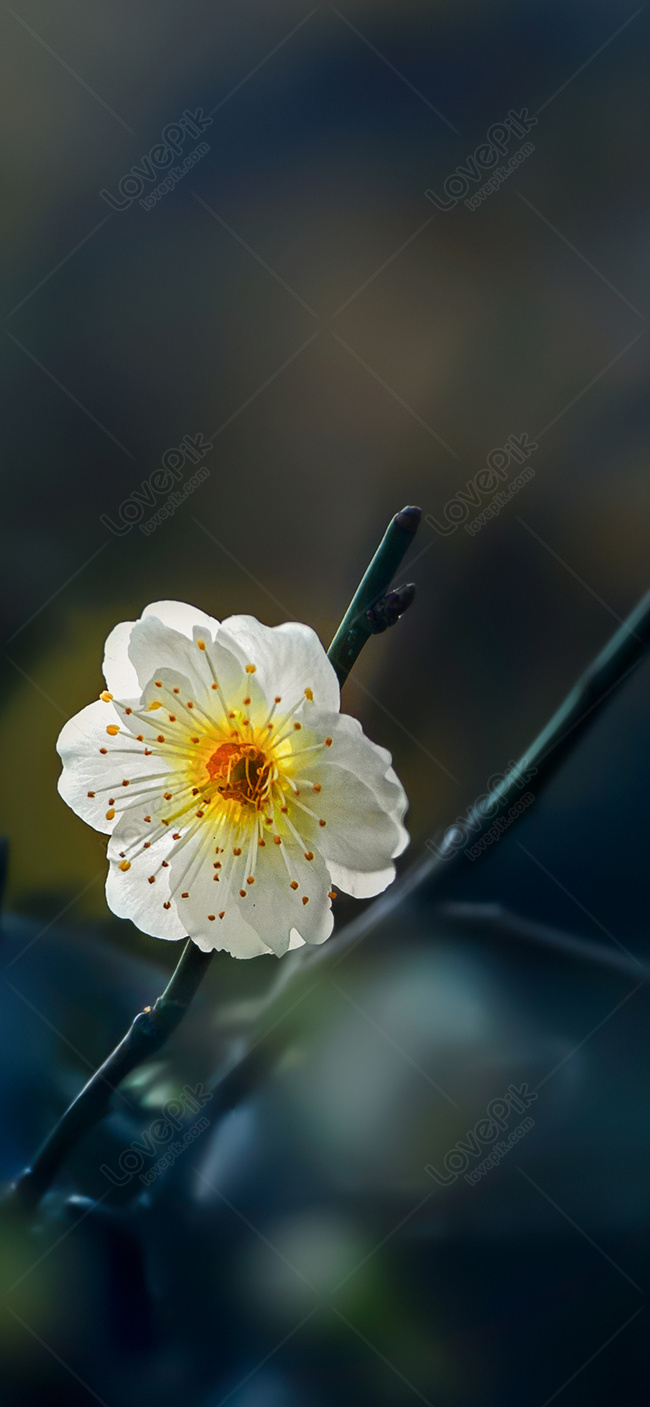 Flower Mobile Wallpaper Images Free Download on Lovepik | 400663614