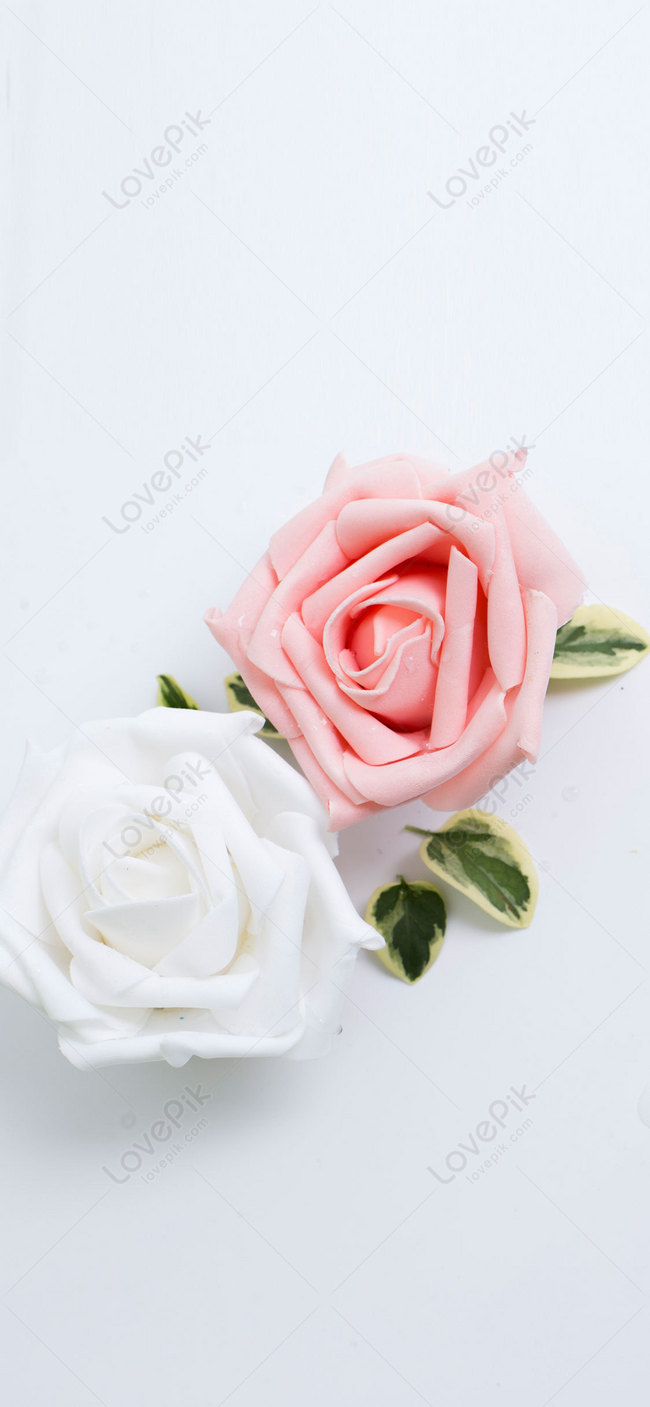 Tổng hợp 100+ hình ảnh, hình nền hoa hồng đẹp nhất