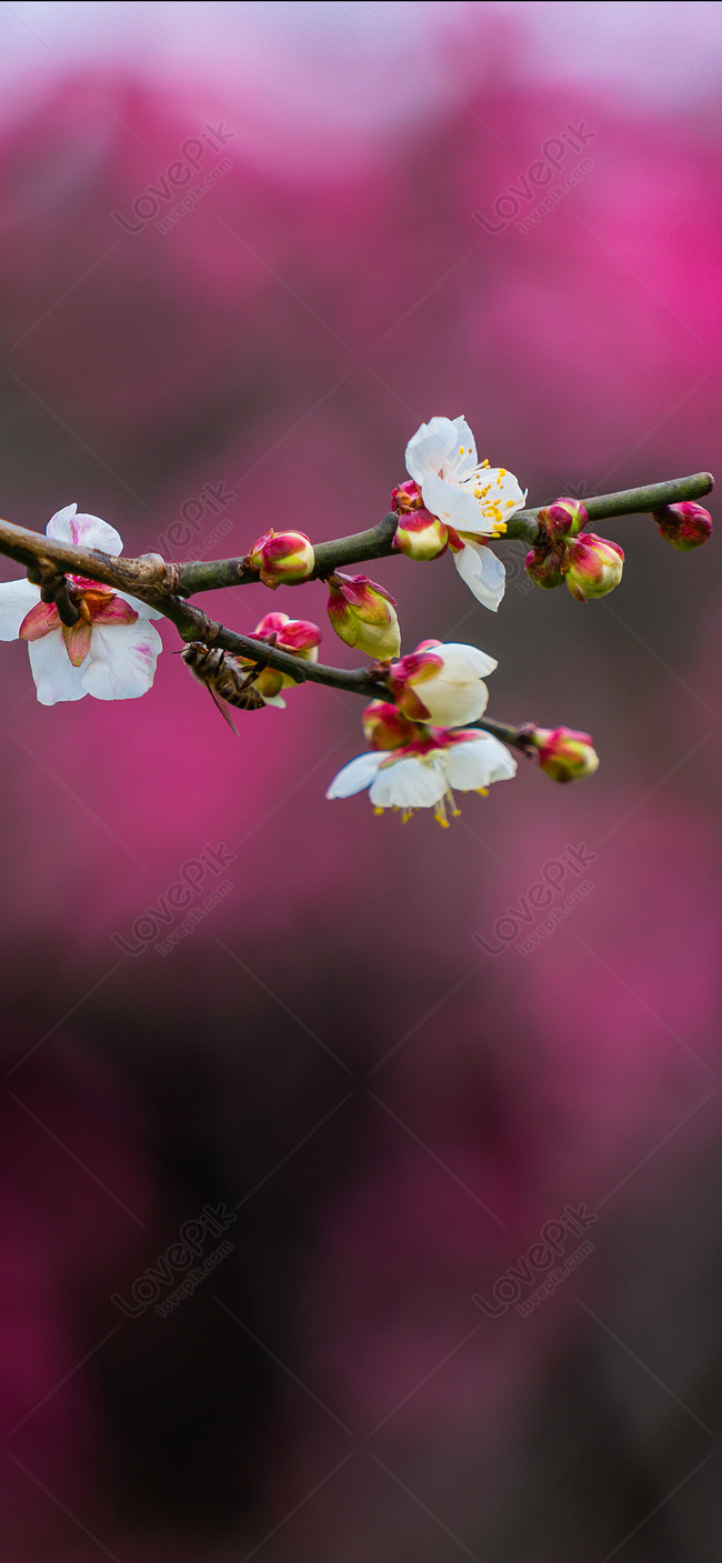 Guyi Garden Plum Blossom Mobile Wallpaper Images Free Download on Lovepik |  400560081