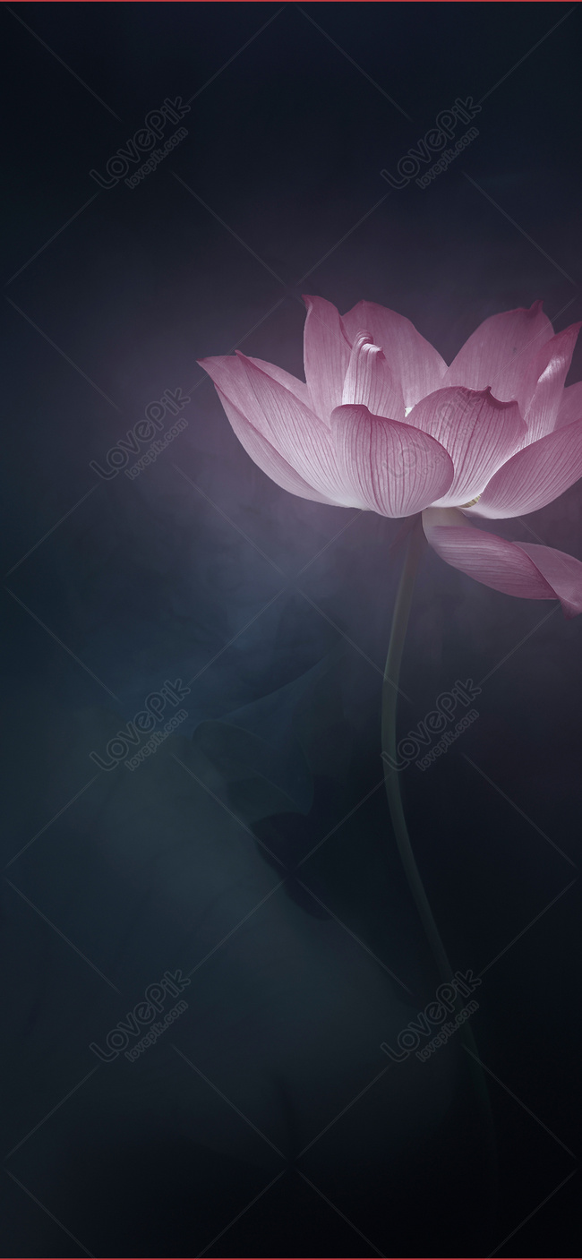 Lotus Background Mobile Wallpaper Images Free Download on Lovepik |  400514830