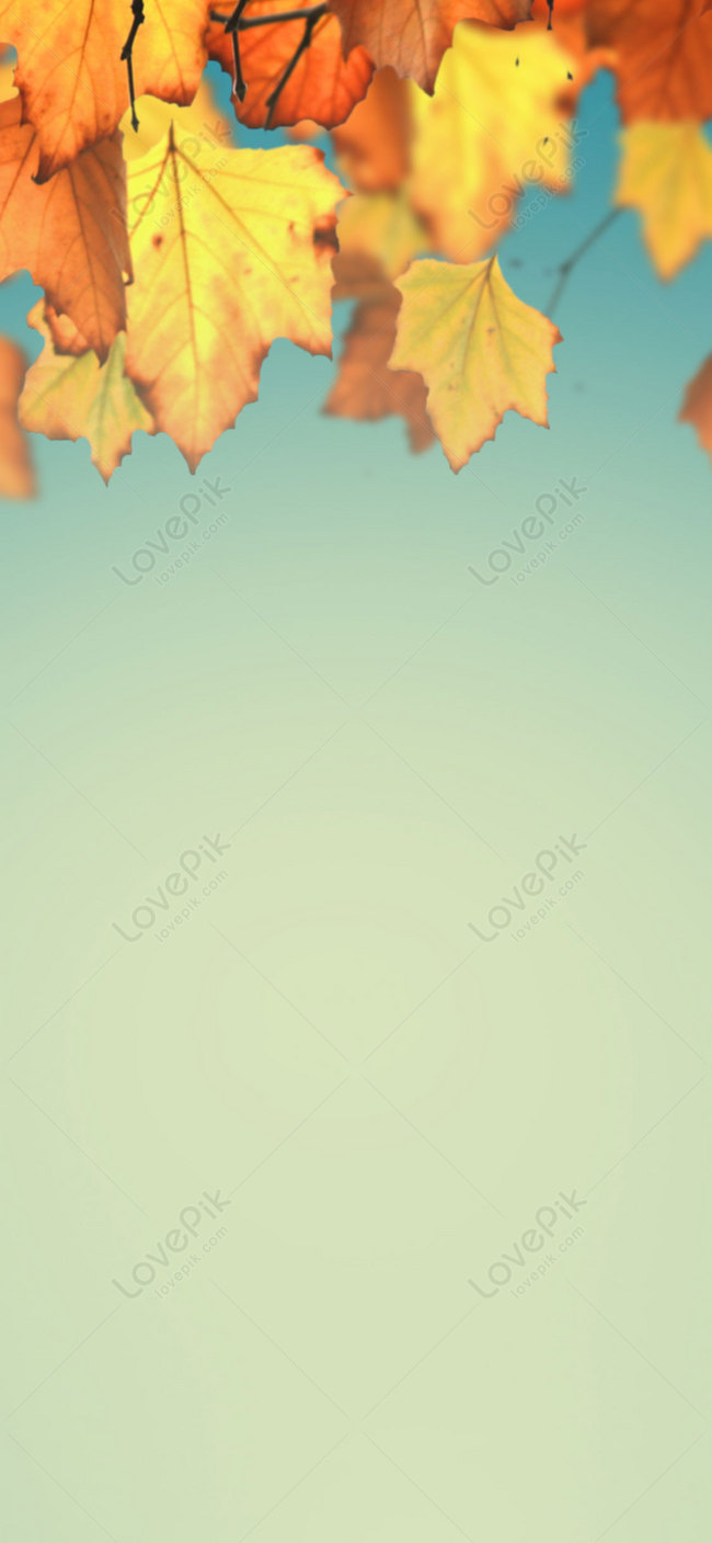Hình Nền Maple Leaf Background Mobile Wallpaper, HD và Nền Cờ đẹp ...