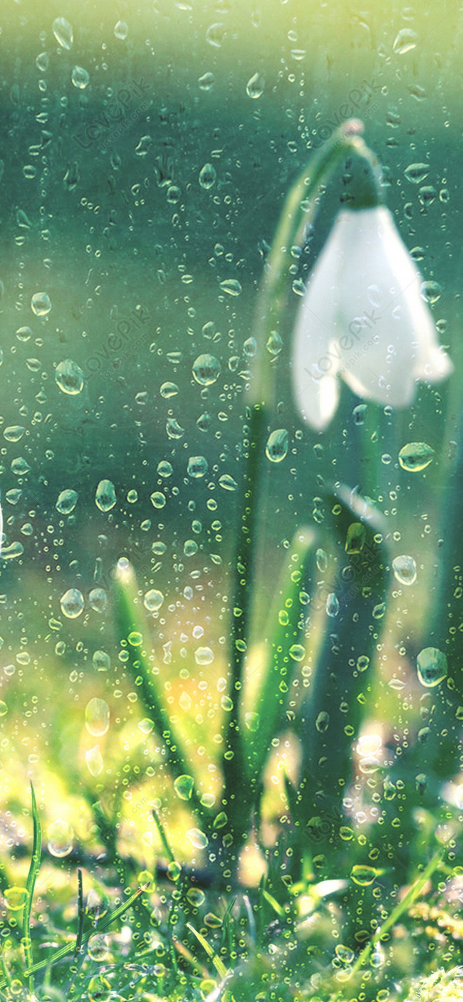 Rainy Day Plant Mobile Phone Wallpaper Images Free Download on Lovepik |  400521473