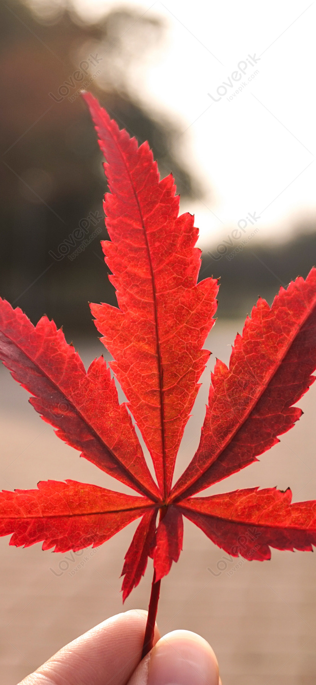 Red Maple Leaf Mobile Wallpaper Images Free Download on Lovepik | 400620451