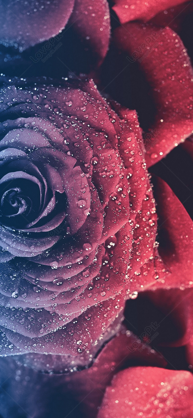 200 hình nền hoa hồng tuyệt đẹp cho máy tính - Quantrimang.com | Hình nền  hoa, Hoa, Hoa hồng
