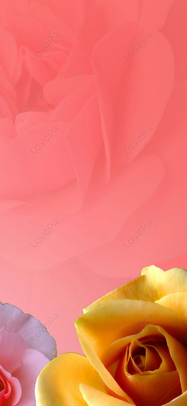 Rose Mobile Phone Wallpaper Images Free Download on Lovepik | 400581696