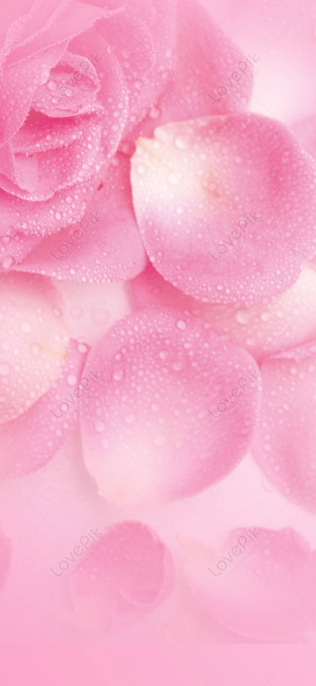 Rose Petal Mobile Wallpaper Images Free Download on Lovepik | 400605832