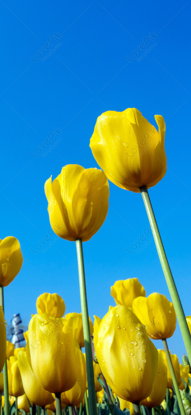 Hình Nền Hoa Tulip Giấy Dán Tường điện Thoại Di động, HD và Nền Cờ ...