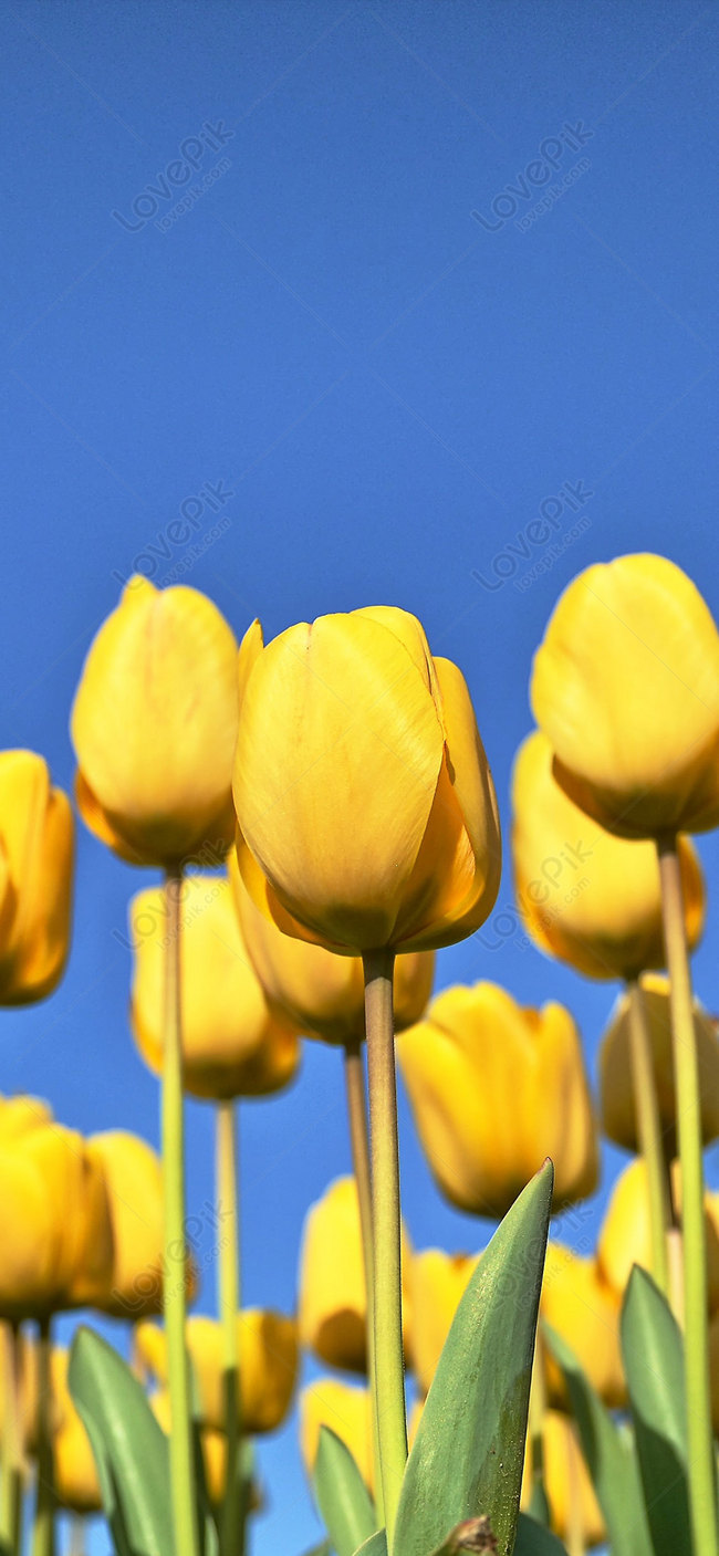 Hình Nền Hoa Tulip Giấy Dán Tường Điện Thoại Di Động, Hd Và Nền Cờ Đẹp Mùa  Xuân, Giấy Dán Tường, Đóa Hoa Khô Để Tải Xuống Miễn Phí - Lovepik