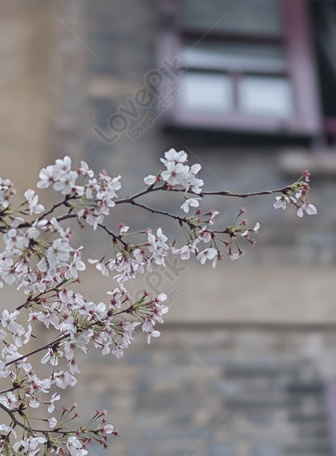 Hoa anh đào - vẻ đẹp mùa xuân Nhật Bản - VnExpress Du lịch