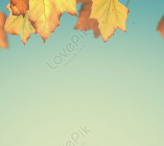 Maple Leaf Background Images, HD Pictures For Free Vectors & PSD Download -  