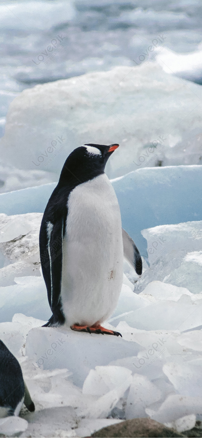 Antarctic Penguin Mobile Wallpaper Images Free Download on Lovepik |  400868140