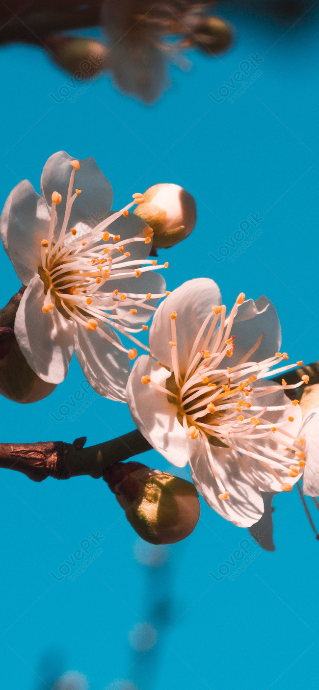 梅の花の携帯電話の壁紙イメージ 背景 Id Prf画像フォーマットjpg Jp Lovepik Com