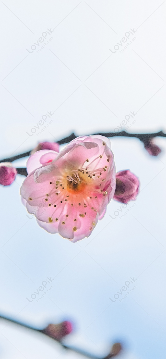 Plum Blossom Mobile Wallpaper Images Free Download on Lovepik | 400982386
