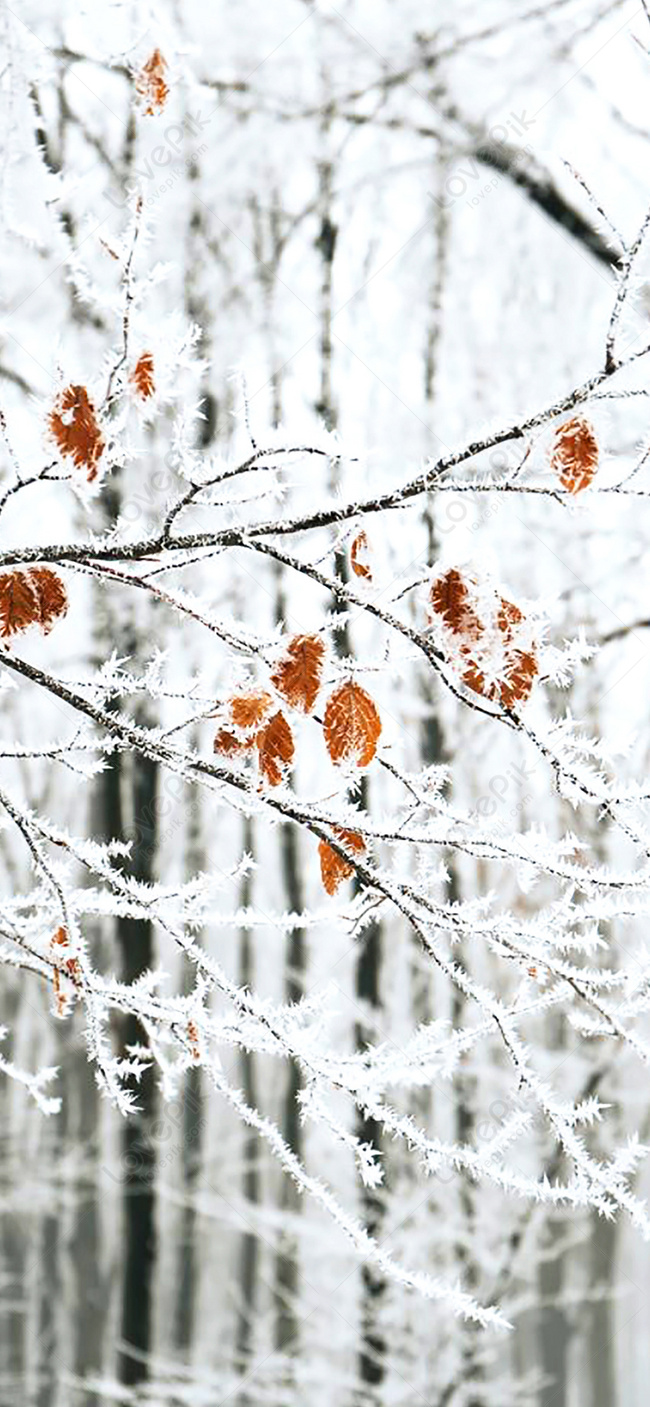 Зимний снег обои для мобильного телефона изображение_Фото номер  400790661_JPG Формат изображения_ru.lovepik.com