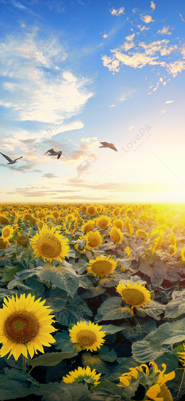 Hình ảnh hoa Hướng Dương đẹp nhất | Mặt trời mọc, Hình ảnh, Mắt