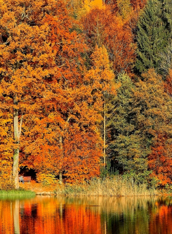 Autumn Forest Wallpaper Images, HD Pictures and Stock Photos For Free ...