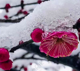 الثلج زهرة Snowdrop ح1