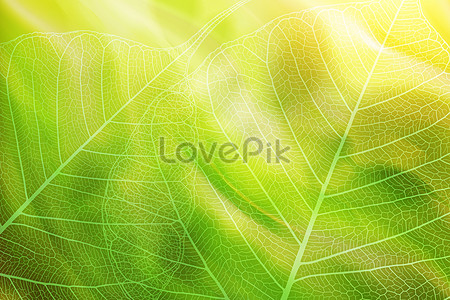 Leaf Background Images, 9400+ Free Banner Background Photos Download -  Lovepik