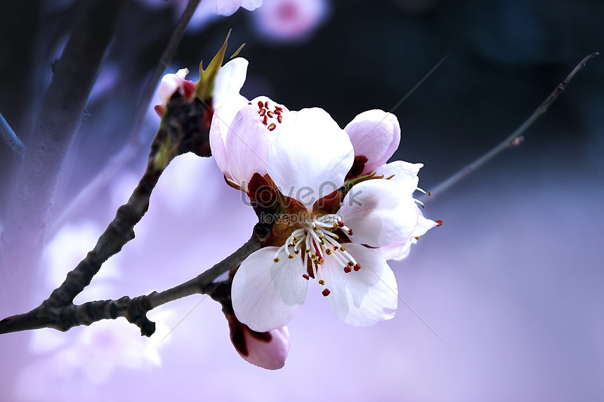 Fondo De Primavera De Flor De Durazno Imagen de Fondo Gratis Descargar en  Lovepik