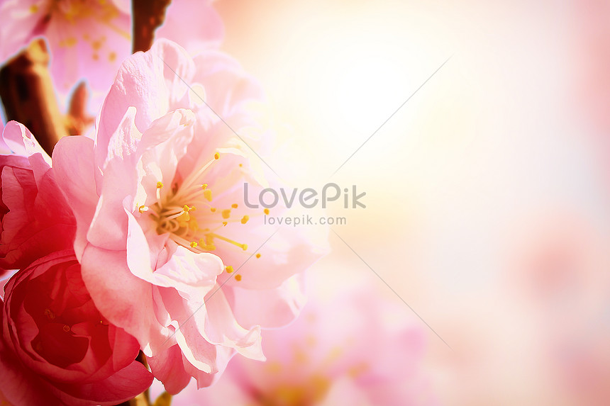 Hình Nền Hoa Mùa Xuân đẹp Nền, HD và Nền Cờ đẹp hoa anh đào, đẹp, mùa xuân  để Tải Xuống Miễn Phí - Lovepik