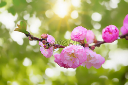 Beautiful Romantic Peach Blossom Sea Banner Background Download Free