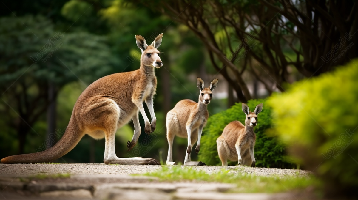 Canguros bebés (Joeys) en Australia Meridional, 2024