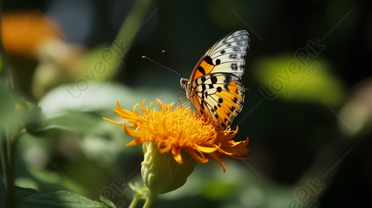 Una Splendida Scena Di Un Rigogolo Arancione E Nero Appollaiato Su Un Ramo  Fiorito, Rami Neri Sfondi, Fiore Nero Sfondi, Arancia Sfondi JPG Immagine  Gratis, sfondi download su Lovepik