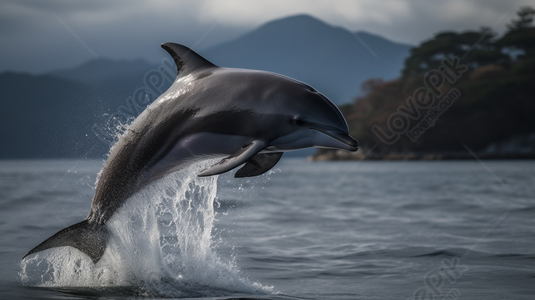 Dolphin Png Images, HD Pictures For Free Vectors Download - Lovepik.com