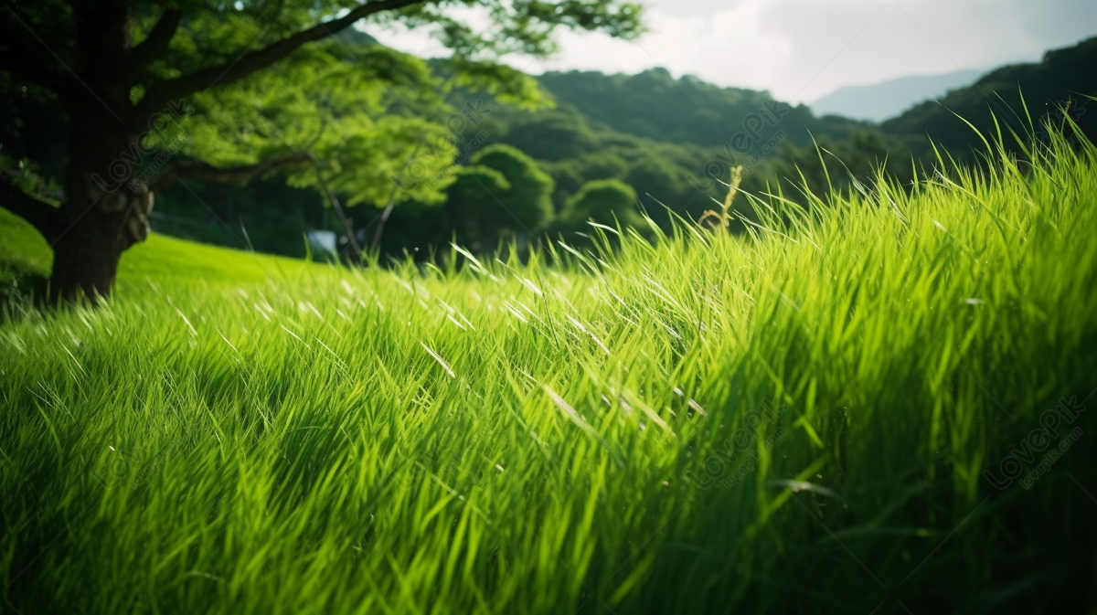 Sunset In Mountains And Grass Meadows Evening Nature Background, Wallpaper,  Free Wallpaper, Sunset Background Image And Wallpaper for Free Download