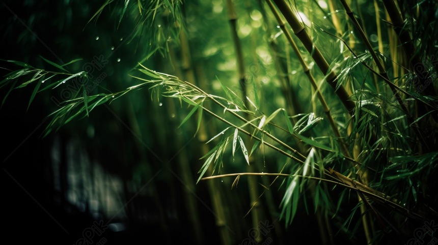 Bamboo In Walter B Jong Kardon Art Photography, B B Backgrounds, Art ...