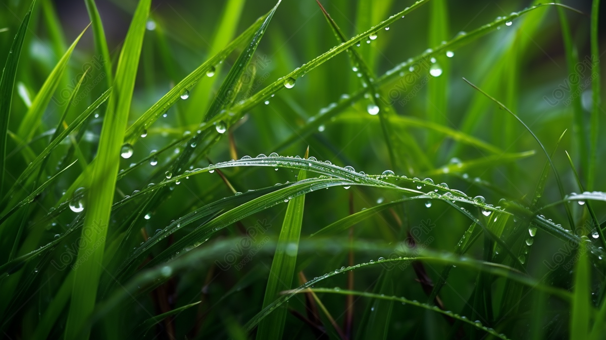 The Grass Has Drops Of Rain, Drop Backgrounds, Ha Backgrounds, Grass ...