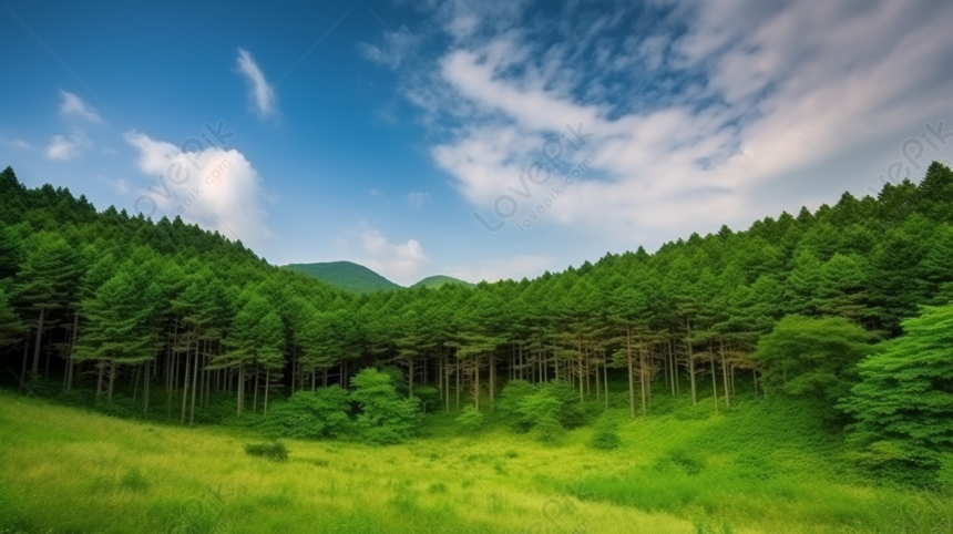 Сосновый лес с зелеными деревьями и голубым небом фото, Фото Фон, синий Фон,  дерево Фон изображение_Фото номер 361308421_PNG Формат  изображения_ru.lovepik.com