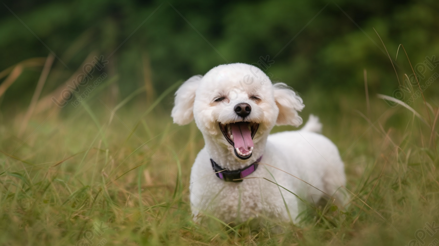 Chết cười với hình ảnh chú chó hài hước | Cute kittens, Ảnh mèo hài hước,  Động vật