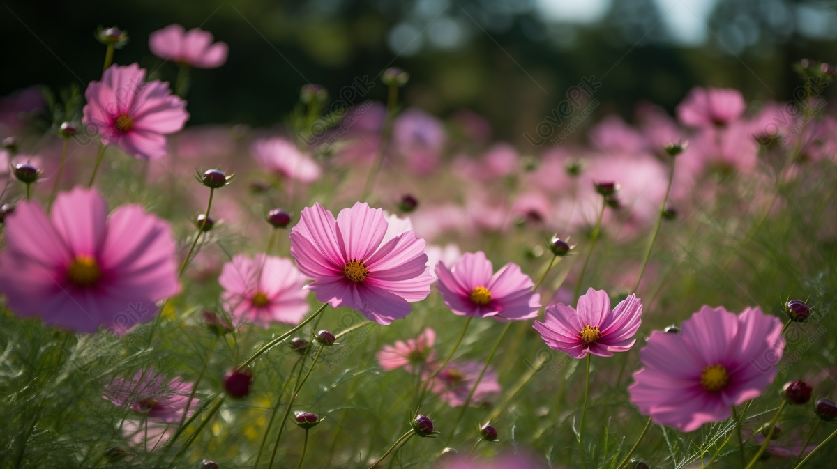 Stunning Background Image Of Cosmos Flowers, Stunning Backgrounds ...