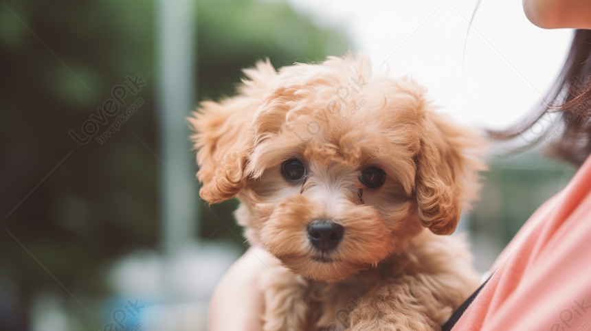 Hình ảnh Chó Poodle Màu Nâu Trong Studio | Nền JPG Tải xuống miễn phí -  Pikbest