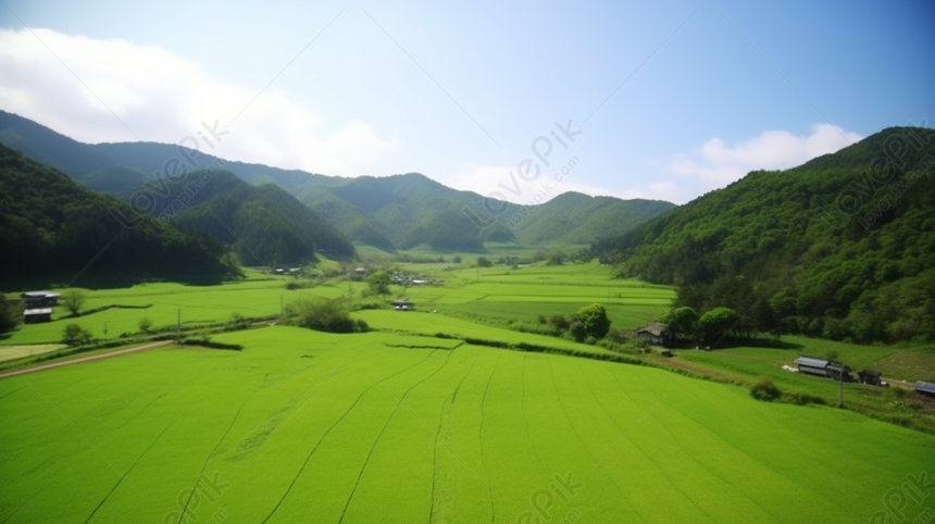 美しい緑の田んぼとのどかな田園風景, 田舎 背景, 美しさ 背景, 田園 