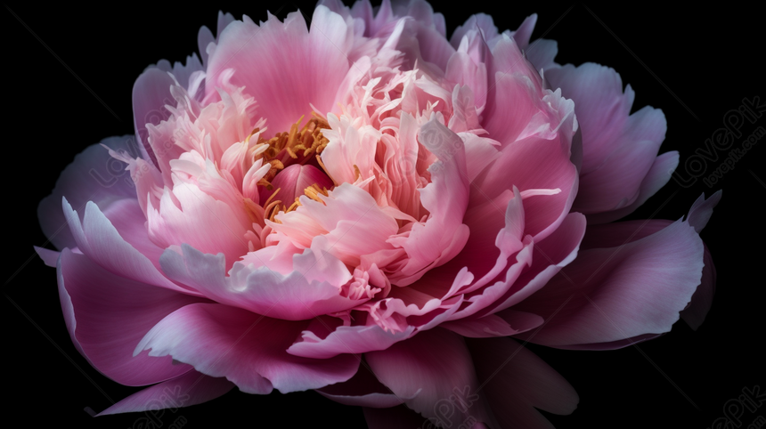 Hoa giả - Hoa mẫu đơn trang trí chụp ảnh - Lọ hoa và hoa trang trí | NhàF.vn