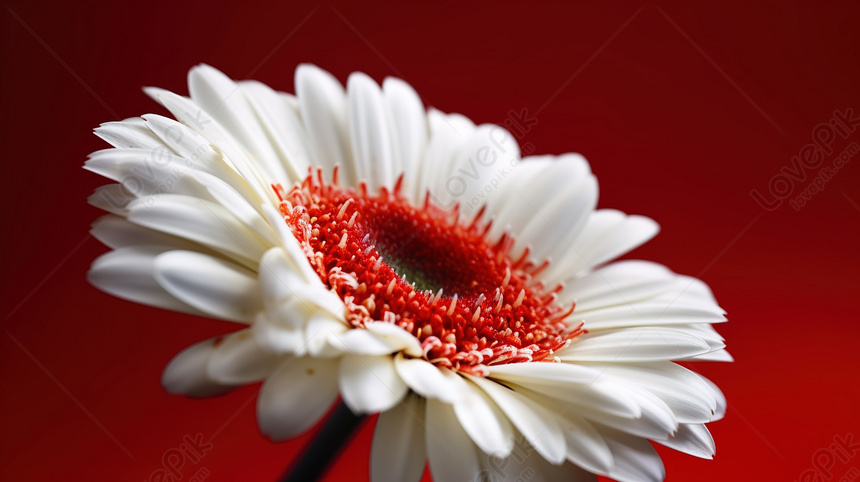 Top 20 mẫu hình hoa màu trắng đẹp nhất, tinh khôi nhất