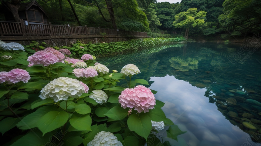 Beautiful Pond With An Abundance Of Pink Hydrangeas And Trees ...