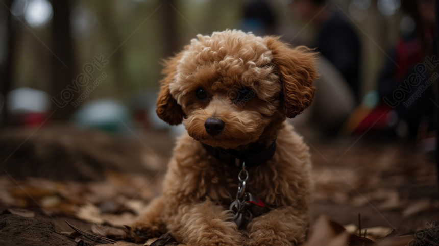 Chó Poodle: Nguồn gốc, đặc điểm, cách nuôi và giá chó Poodle
