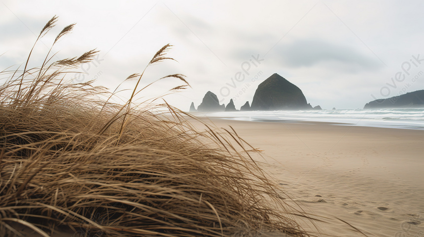 hình nền Full HD 1080 ngôi sao biển trên bãi cát | Sao biển, Hình ảnh, Dép