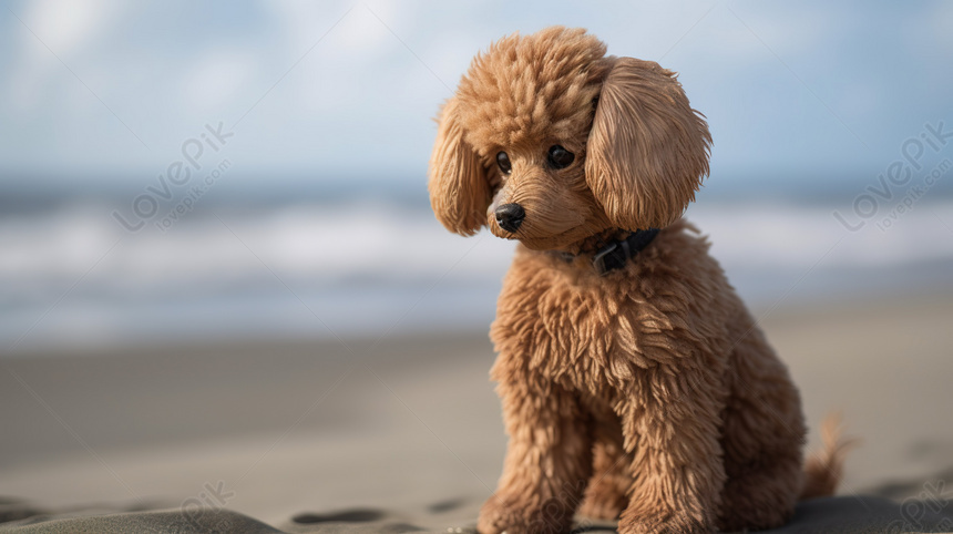 90.000+ ảnh đẹp nhất về Chó Poodle · Tải xuống miễn phí 100% · Ảnh có sẵn  của Pexels
