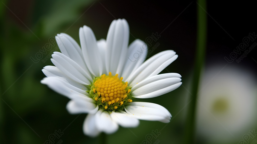 Ảnh hoa cúc trắng, hình hoa cúc trắng đẹp - QuanTriMang.com