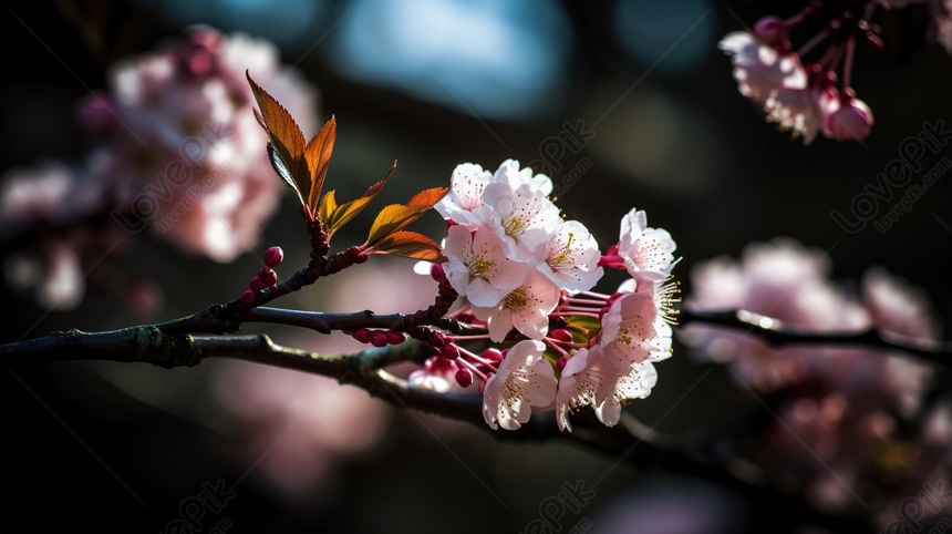 50 hình nền hoa anh đào Nhật Bản - ✫ Ảnh đẹp ✫